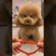 Cute Dog Collection, The World’s Cutest Puppies #dog #puppies #puppy #video #cute #cutest