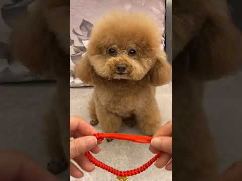 Cute Dog Collection, The World’s Cutest Puppies #dog #puppies #puppy #video #cute #cutest