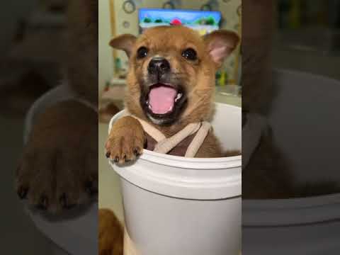 Cute Dog Collection, The World’s Cutest Puppies #dog #puppies #puppy #video #cute #cutest