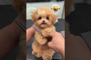 Cute Dog Collection, The World’s Cutest Puppies #dog #puppies #puppy #video #cute #cutest