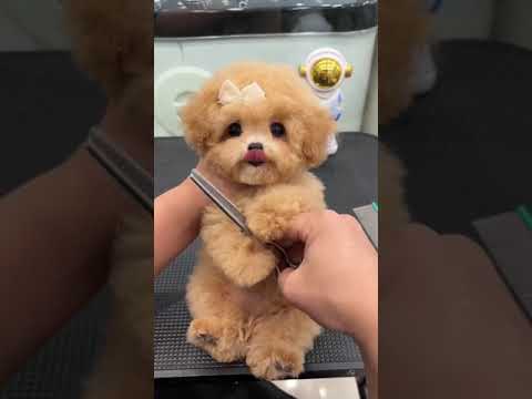 Cute Dog Collection, The World’s Cutest Puppies #dog #puppies #puppy #video #cute #cutest