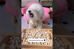 Cute Dog Collection, The World’s Cutest Puppies #dog #puppies #puppy #video #cute #cutest