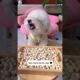 Cute Dog Collection, The World’s Cutest Puppies #dog #puppies #puppy #video #cute #cutest