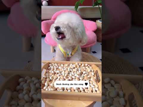 Cute Dog Collection, The World’s Cutest Puppies #dog #puppies #puppy #video #cute #cutest