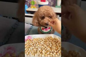 Cute Dog Collection, The World’s Cutest Puppies #dog #puppies #puppy #video #cute #cutest