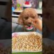 Cute Dog Collection, The World’s Cutest Puppies #dog #puppies #puppy #video #cute #cutest