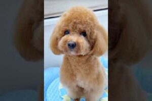 Cute Dog Collection, The World’s Cutest Puppies #dog #puppies #puppy #video #cute #cutest