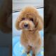 Cute Dog Collection, The World’s Cutest Puppies #dog #puppies #puppy #video #cute #cutest