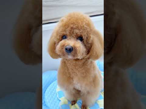 Cute Dog Collection, The World’s Cutest Puppies #dog #puppies #puppy #video #cute #cutest