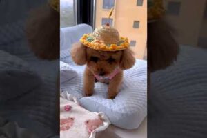 Cute Dog Collection, The World’s Cutest Puppies #dog #puppies #puppy #video #cute #cutest