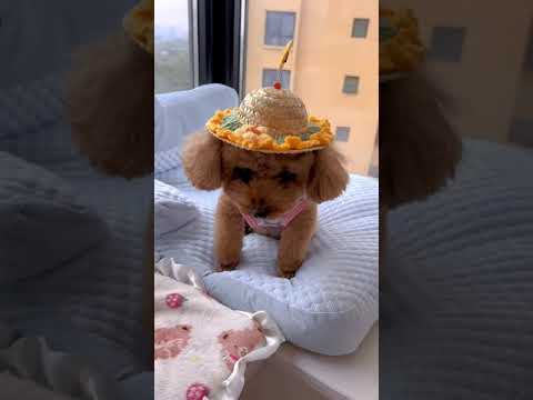 Cute Dog Collection, The World’s Cutest Puppies #dog #puppies #puppy #video #cute #cutest