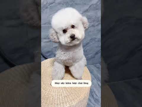 Cute Dog Collection, The World’s Cutest Puppies #dog #puppies #puppy #video #cute #cutest