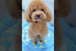 Cute Dog Collection, The World’s Cutest Puppies #dog #puppies #puppy #video #cute #cutest