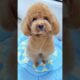 Cute Dog Collection, The World’s Cutest Puppies #dog #puppies #puppy #video #cute #cutest