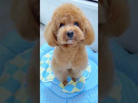 Cute Dog Collection, The World’s Cutest Puppies #dog #puppies #puppy #video #cute #cutest