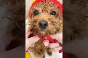 Cute Dog Collection, The World’s Cutest Puppies #dog #puppies #puppy #video #cute #cutest