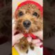 Cute Dog Collection, The World’s Cutest Puppies #dog #puppies #puppy #video #cute #cutest