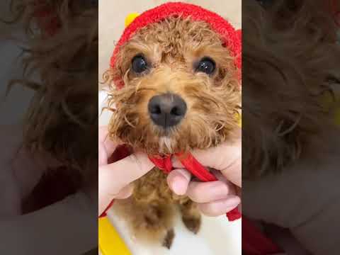 Cute Dog Collection, The World’s Cutest Puppies #dog #puppies #puppy #video #cute #cutest