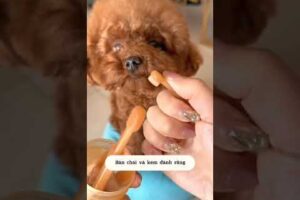 Cute Dog Collection, The World’s Cutest Puppies #dog #puppies #puppy #video #cute #cutest