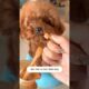 Cute Dog Collection, The World’s Cutest Puppies #dog #puppies #puppy #video #cute #cutest