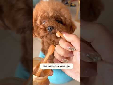 Cute Dog Collection, The World’s Cutest Puppies #dog #puppies #puppy #video #cute #cutest