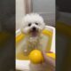 Cute Dog Collection, The World’s Cutest Puppies #dog #puppies #puppy #video #cute #cutest