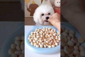 Cute Dog Collection, The World’s Cutest Puppies #dog #puppies #puppy #video #cute #cutest