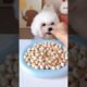 Cute Dog Collection, The World’s Cutest Puppies #dog #puppies #puppy #video #cute #cutest