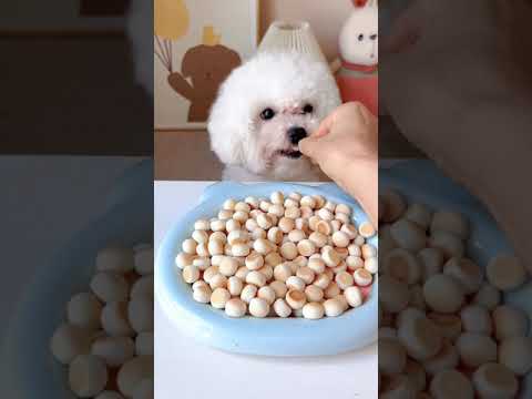 Cute Dog Collection, The World’s Cutest Puppies #dog #puppies #puppy #video #cute #cutest