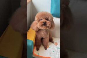 Cute Dog Collection, The World’s Cutest Puppies #dog #puppies #puppy #video #cute #cutest