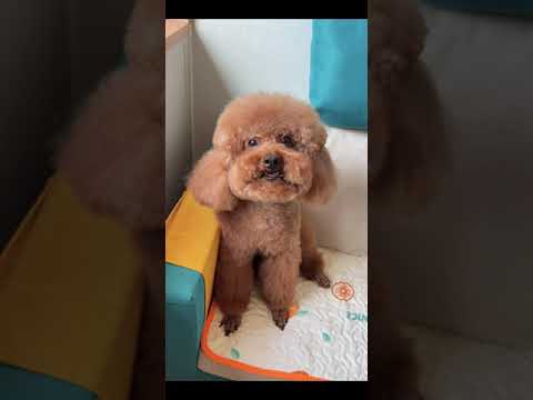 Cute Dog Collection, The World’s Cutest Puppies #dog #puppies #puppy #video #cute #cutest