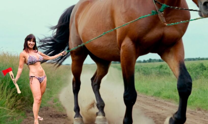 🐴HORSE WITH A BROKEN HOOF — Headed for Slaughter? Horse Hoof Restoration! #HorseCare