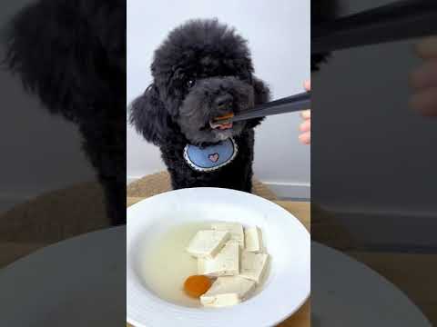 Cute Dog Collection, The World’s Cutest Puppies #dog #puppies #puppy #video #cute #cutest