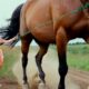 🐴HORSE WITH A BROKEN HOOF — Headed for Slaughter? Horse Hoof Restoration! #HorseCare