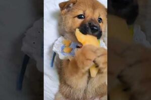 Cute Dog Collection, The World’s Cutest Puppies #dog #puppies #puppy #video #cute #cutest