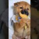 Cute Dog Collection, The World’s Cutest Puppies #dog #puppies #puppy #video #cute #cutest