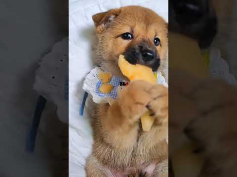 Cute Dog Collection, The World’s Cutest Puppies #dog #puppies #puppy #video #cute #cutest