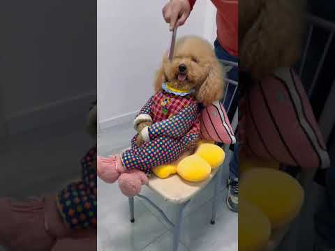 Cute Dog Collection, The World’s Cutest Puppies #dog #puppies #puppy #video #cute #cutest