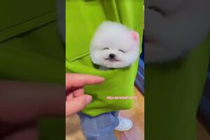 cute puppies funny moment cute overload ❤️#hellomochi #shorts #dog #funnydogs #funnyanimals #bichon