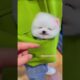 cute puppies funny moment cute overload ❤️#hellomochi #shorts #dog #funnydogs #funnyanimals #bichon