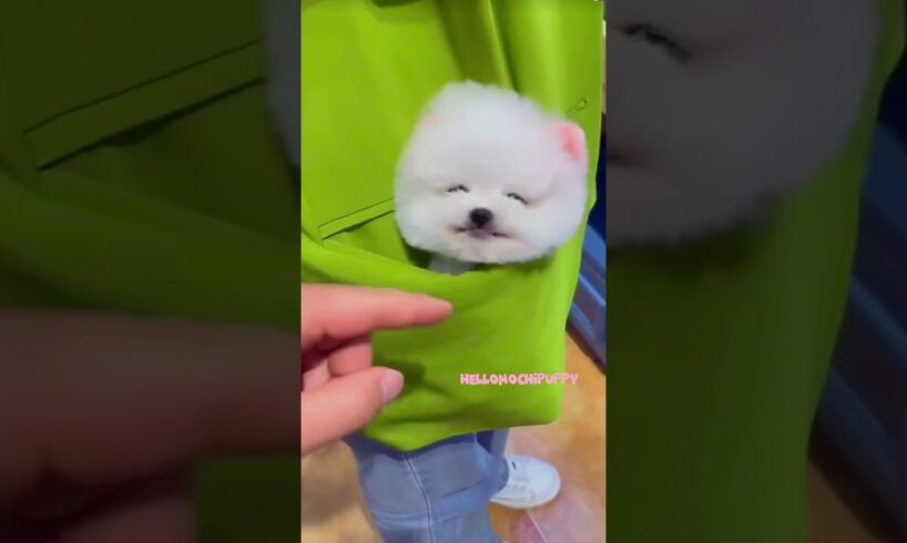 cute puppies funny moment cute overload ❤️#hellomochi #shorts #dog #funnydogs #funnyanimals #bichon