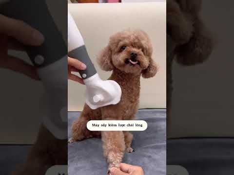 Cute Dog Collection, The World’s Cutest Puppies #dog #puppies #puppy #video #cute #cutest