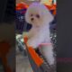 cute puppies funny moment cute overload ❤️#hellomochi #shorts #dog #funnydogs #funnyanimals #bichon