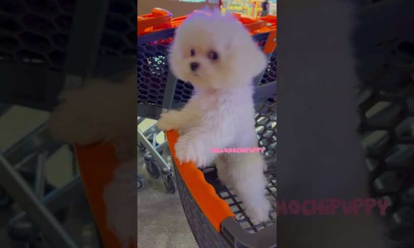 cute puppies funny moment cute overload ❤️#hellomochi #shorts #dog #funnydogs #funnyanimals #bichon