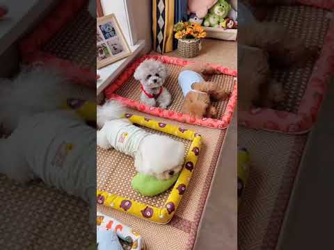 Cute Dog Collection, The World’s Cutest Puppies #dog #puppies #puppy #video #cute #cutest