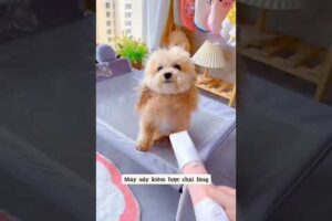 Cute Dog Collection, The World’s Cutest Puppies #dog #puppies #puppy #video #cute #cutest