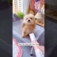 Cute Dog Collection, The World’s Cutest Puppies #dog #puppies #puppy #video #cute #cutest