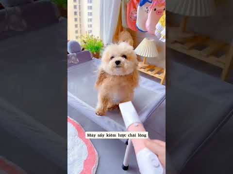 Cute Dog Collection, The World’s Cutest Puppies #dog #puppies #puppy #video #cute #cutest