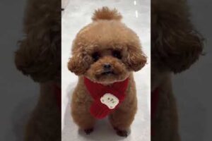 Cute Dog Collection, The World’s Cutest Puppies #dog #puppies #puppy #video #cute #cutest