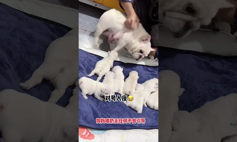 Cute Puppies Drinking Breast Milk #cutepuppy #puppy #doglovers